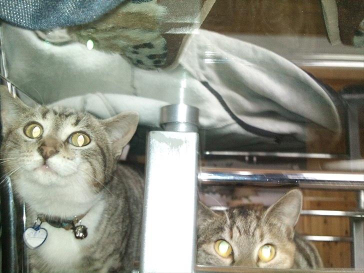 Huskat R.I.P Odin billede 6