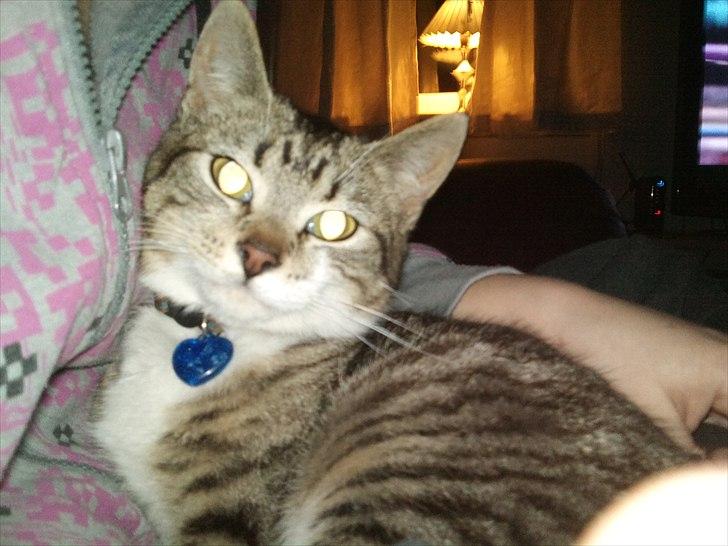 Huskat R.I.P Odin - Er han ikke bare flot. billede 7