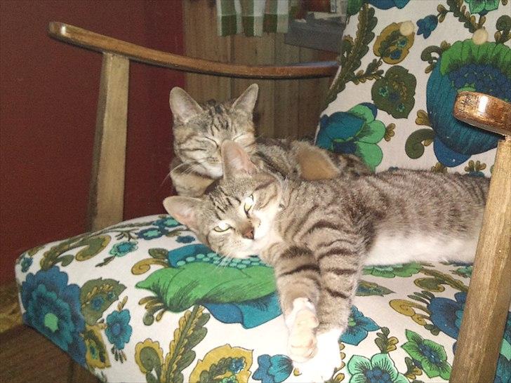 Huskat R.I.P Odin - Ham og min gamle Kalli-Europé. billede 8