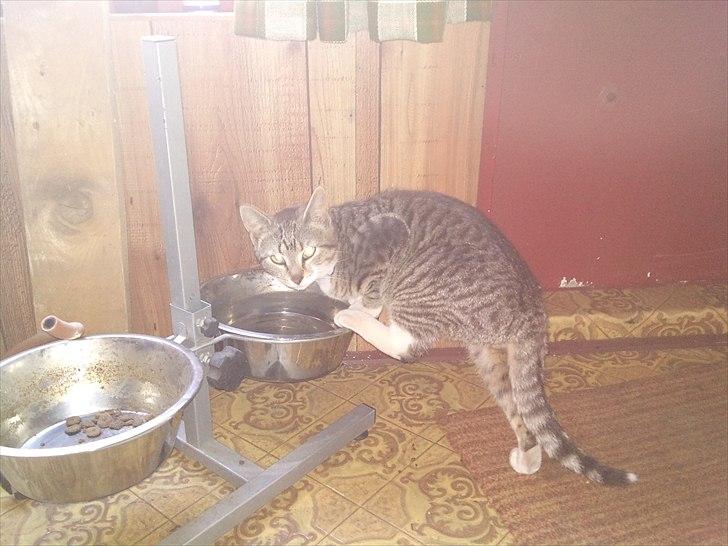 Huskat R.I.P Odin billede 9