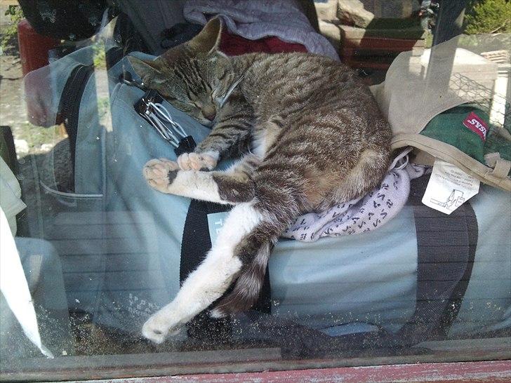 Huskat R.I.P Odin - billedet er taget igennem et vindue. billede 10