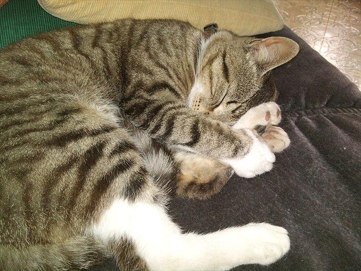 Huskat R.I.P Odin - han er bare træt der :p billede 11