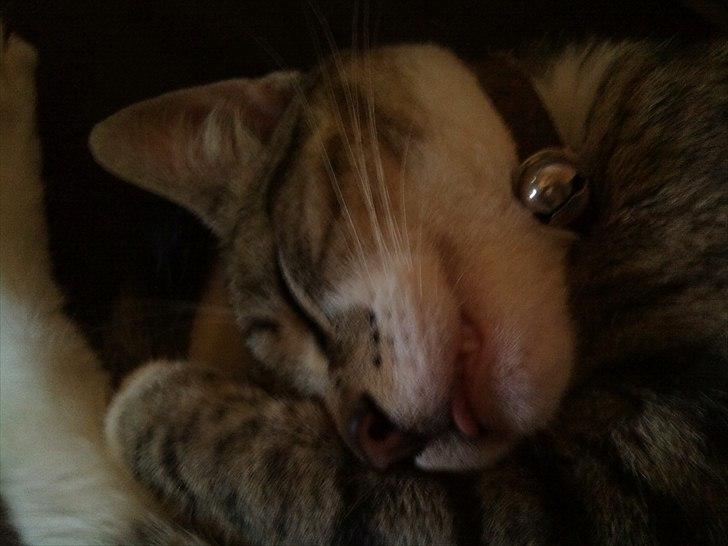 Huskat R.I.P Odin - ud med tungen :b billede 12