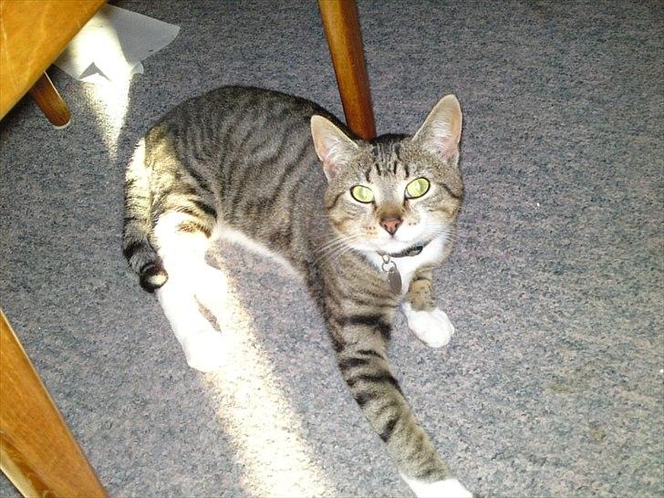 Huskat R.I.P Odin - flot som altid billede 13