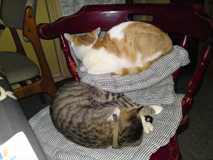 Huskat R.I.P Odin - Odin og Nuni billede 14