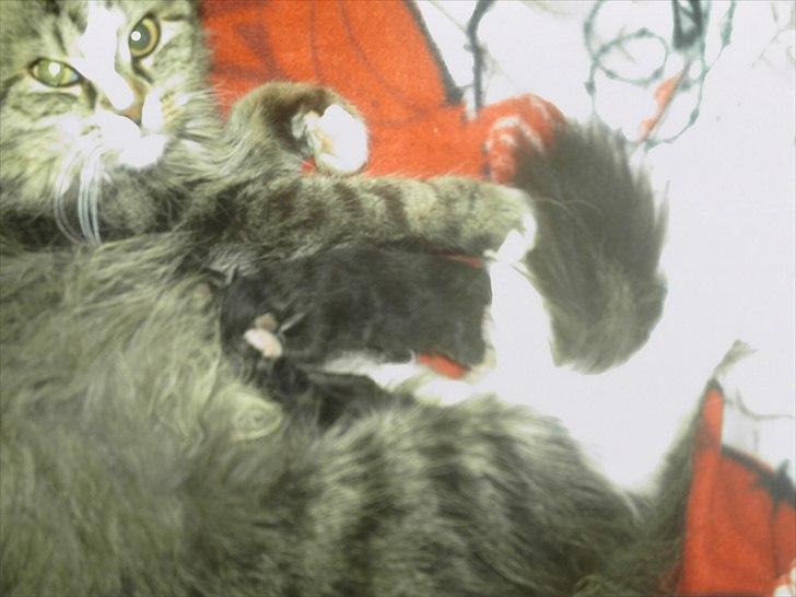 Sibirisk Kat pjevs - pjevs  billede 2