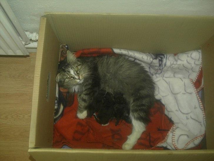 Sibirisk Kat pjevs - pjevs  billede 3