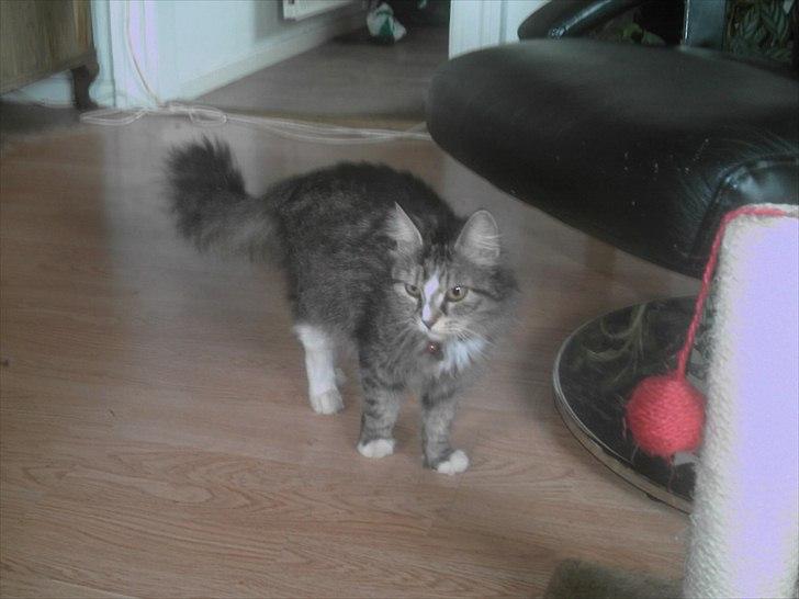 Sibirisk Kat pjevs billede 4