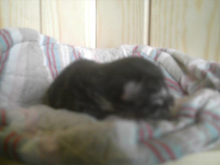 Sibirisk Kat pjevs billede 5