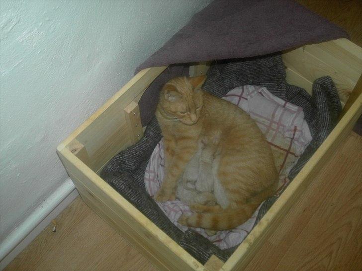 Huskat jønke  billede 1