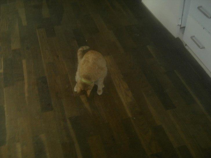 Huskat jønke  billede 2