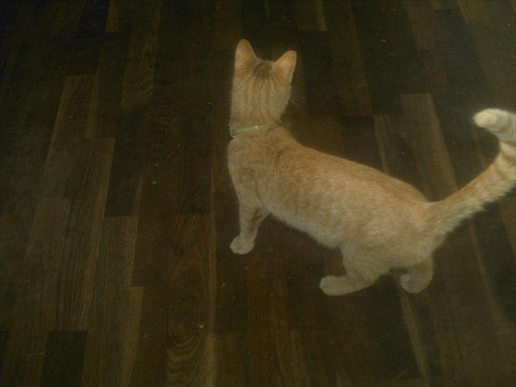 Huskat jønke  billede 3