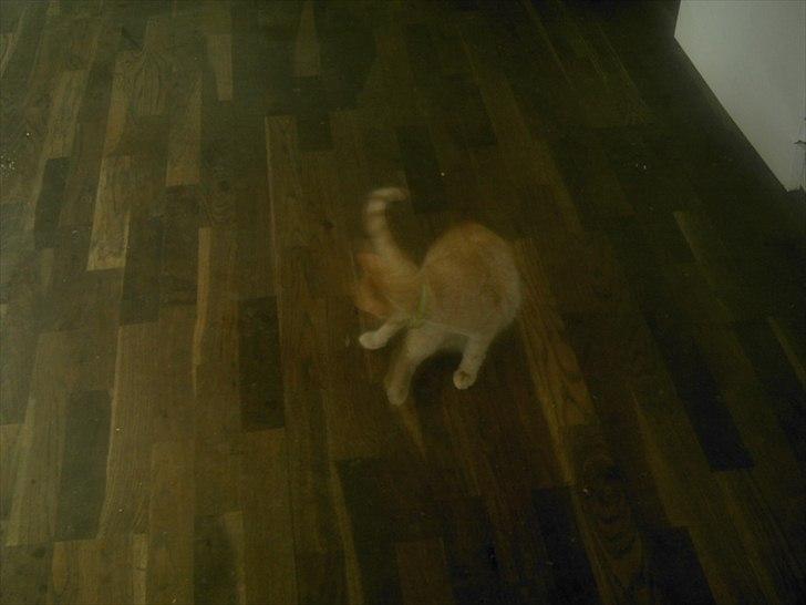 Huskat jønke  billede 4