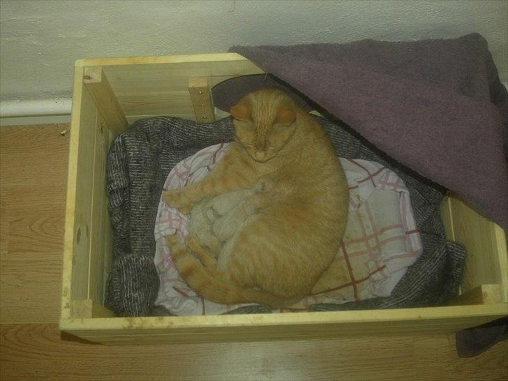 Huskat jønke  billede 5