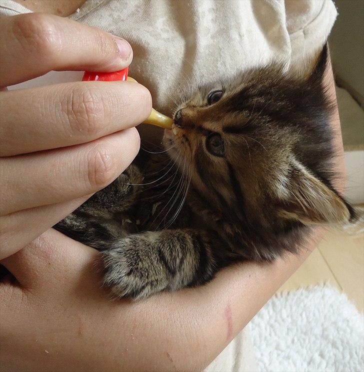 Blanding af racer Berlioz billede 13