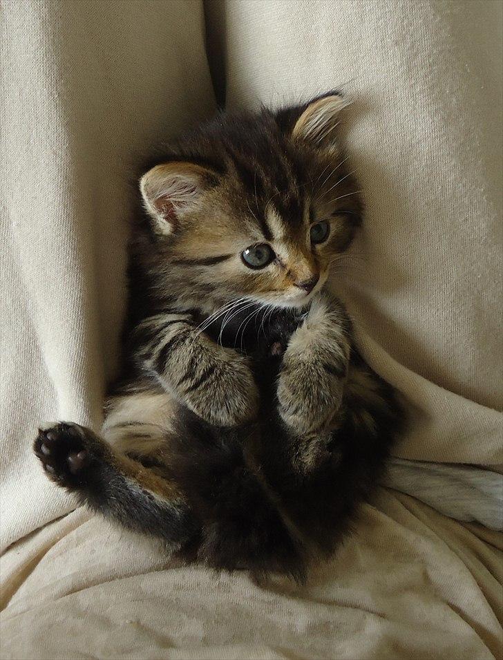 Blanding af racer Berlioz billede 20