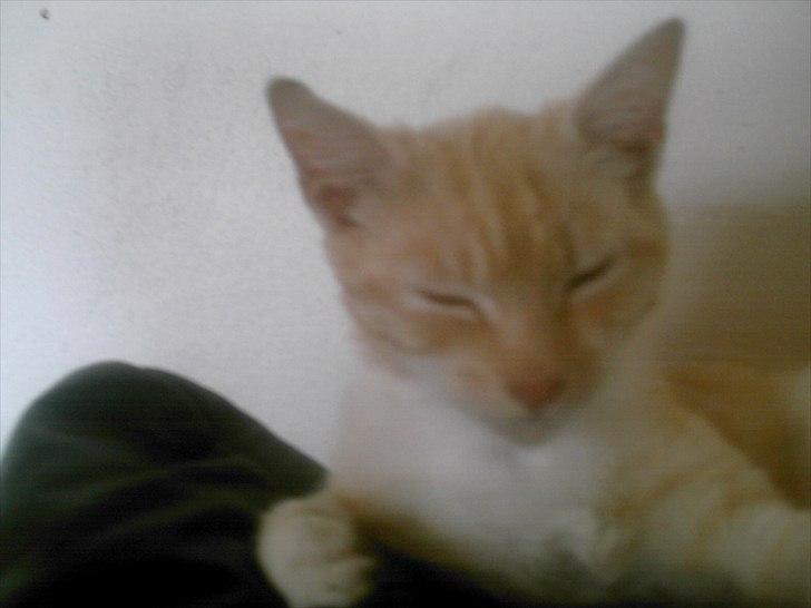 Huskat hudinni billede 1