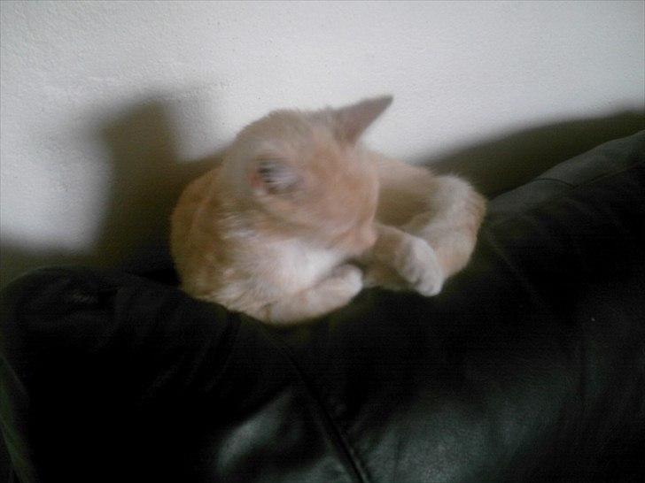 Huskat hudinni billede 2