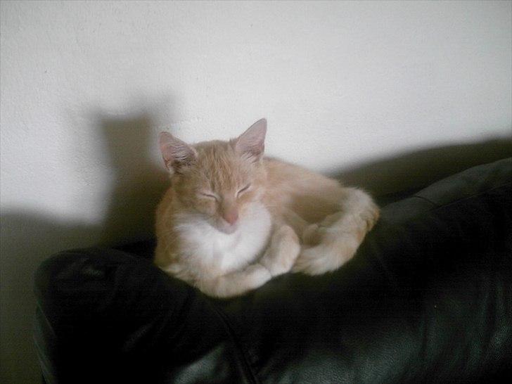 Huskat hudinni billede 3