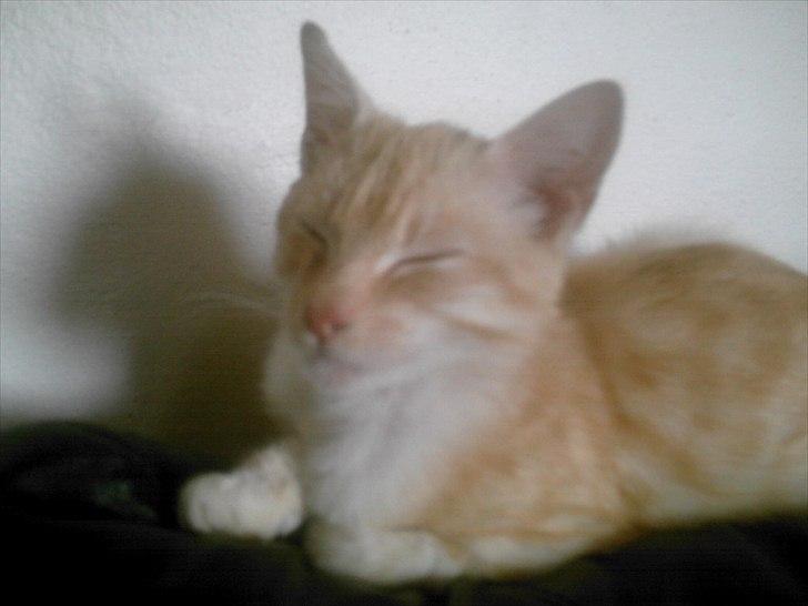 Huskat hudinni billede 4