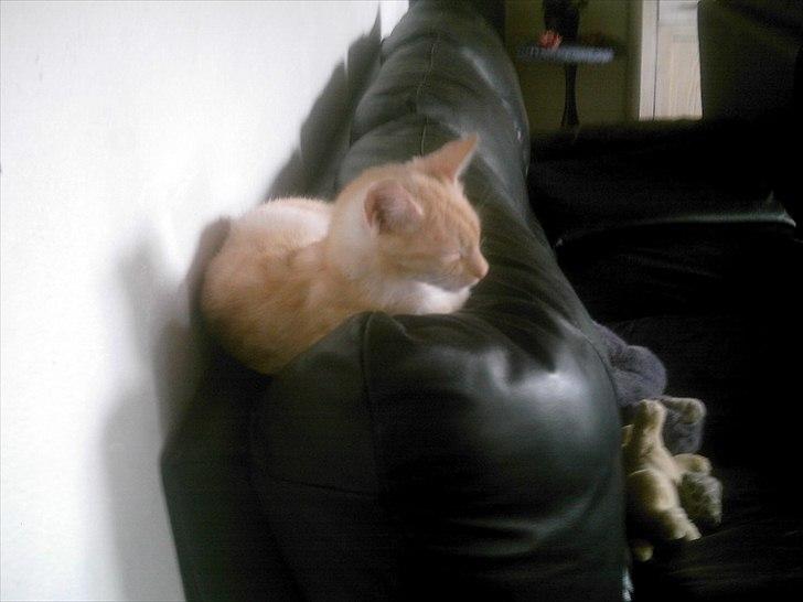 Huskat hudinni billede 5