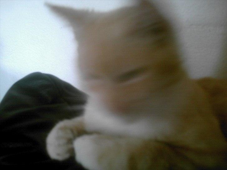 Huskat hudinni billede 6