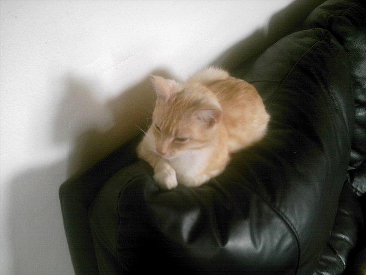 Huskat hudinni billede 7