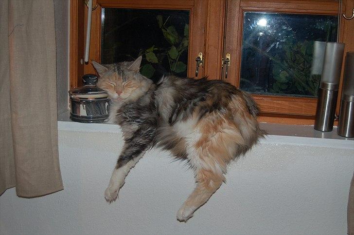 Maine Coon  Berta Bumble Bee P billede 20