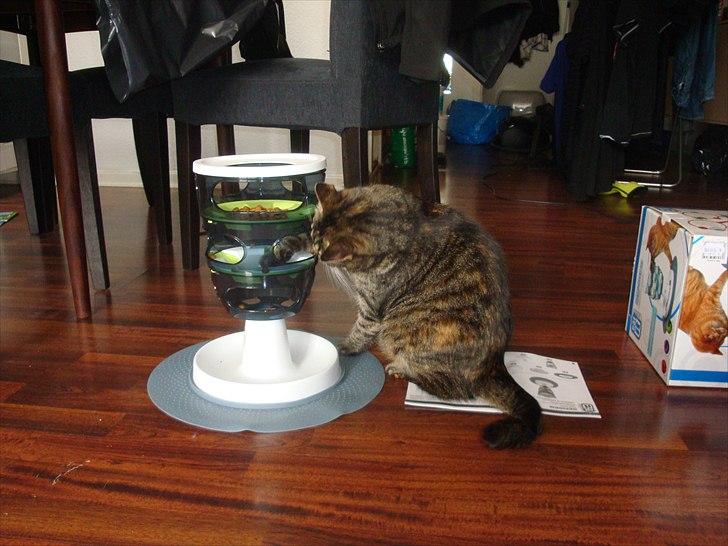 Huskat Maddi - Wee, jeg er så dygtig til at bruge min nye madpyramide !  billede 16