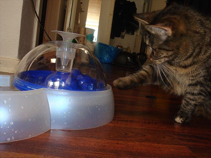 Huskat Maddi - Min nye vandfontæne - tør jeg ?!  billede 17