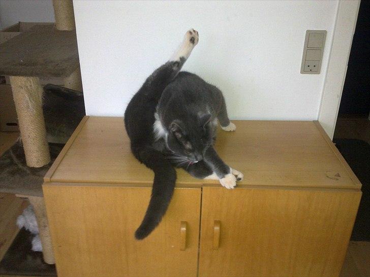 Huskat Pjevs aka. Mivse billede 2