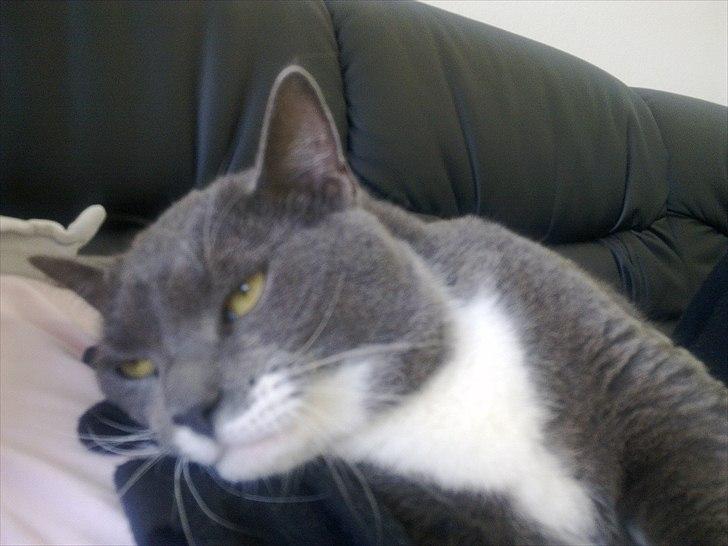 Huskat Pjevs aka. Mivse billede 3