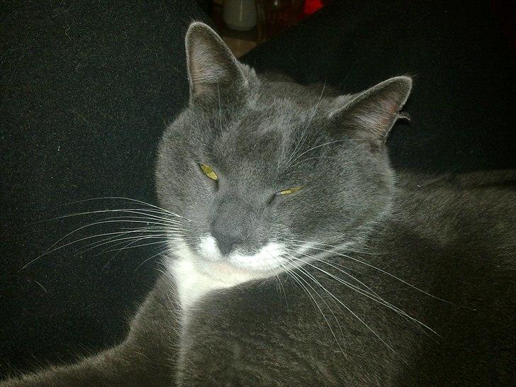 Huskat Pjevs aka. Mivse billede 4