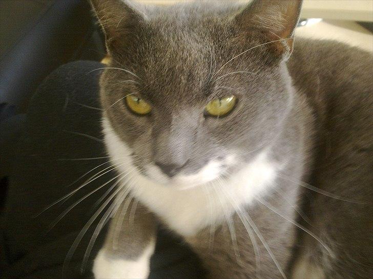 Huskat Pjevs aka. Mivse billede 5