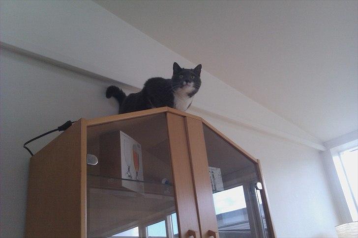 Huskat Pjevs aka. Mivse billede 8