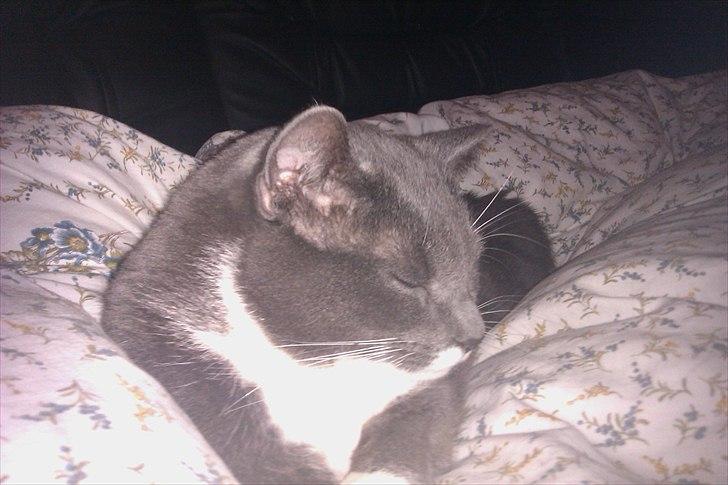 Huskat Pjevs aka. Mivse billede 9