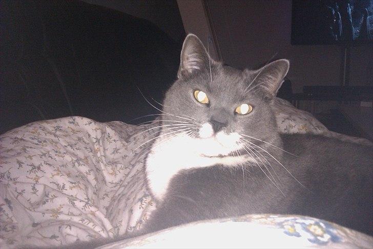 Huskat Pjevs aka. Mivse billede 10