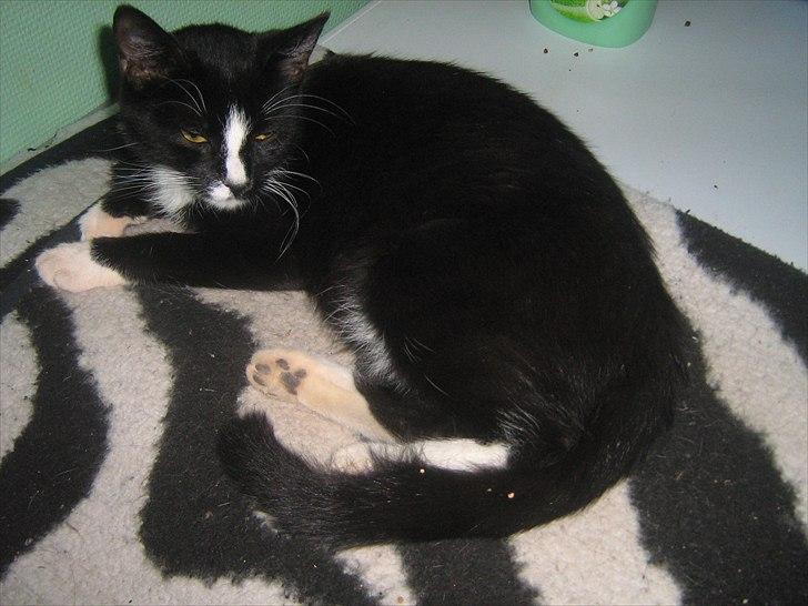 Blanding af racer Madsen - Her er Madsen lige inden hun nedkommer med 4 skønne killinger billede 2