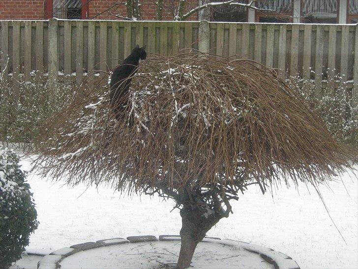 Blanding af racer Madsen - Madsen ude og "jage" for første gang hun ser sne ;0) billede 3