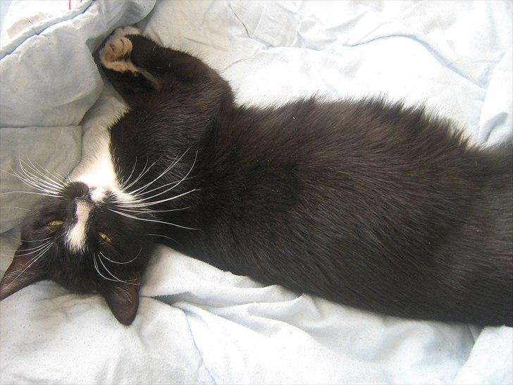 Blanding af racer Madsen - Ca 2 uger før Madsen nedkommer billede 1