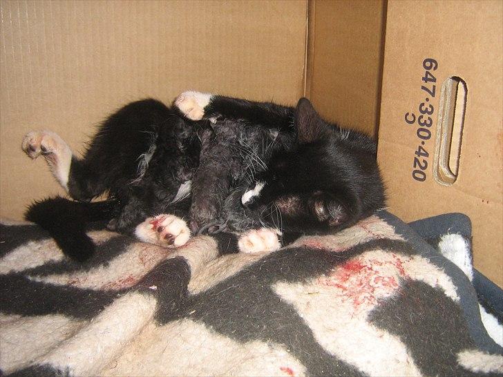 Blanding af racer Madsen - Så er fødslen igang billede 4