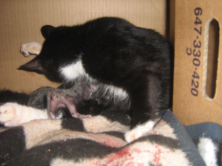 Blanding af racer Madsen - Så er fødslen igang billede 5