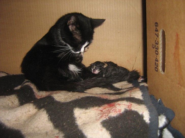 Blanding af racer Madsen - Så er fødslen igang billede 6