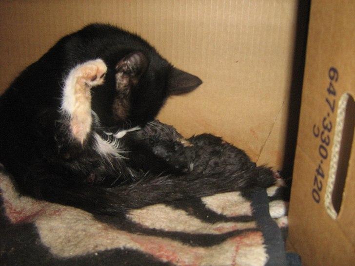 Blanding af racer Madsen - Så er fødslen igang billede 7