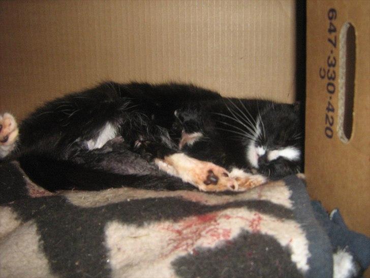 Blanding af racer Madsen - Så er fødslen igang billede 8