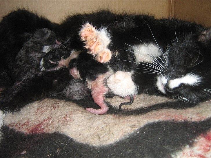 Blanding af racer Madsen - Så er fødslen igang billede 9