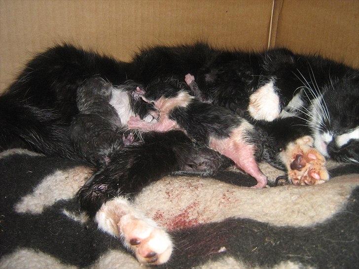 Blanding af racer Madsen - Så er fødslen igang billede 10