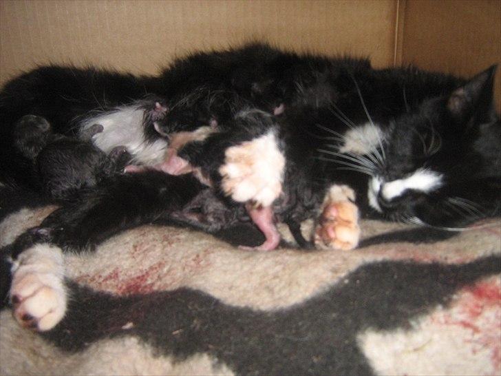 Blanding af racer Madsen - Så er fødslen igang billede 11