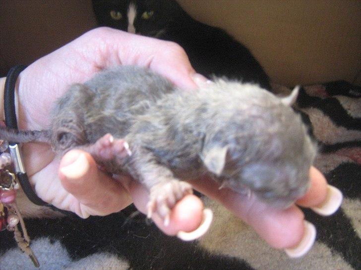 Blanding af racer Madsen - Killing nummer 1 billede 12