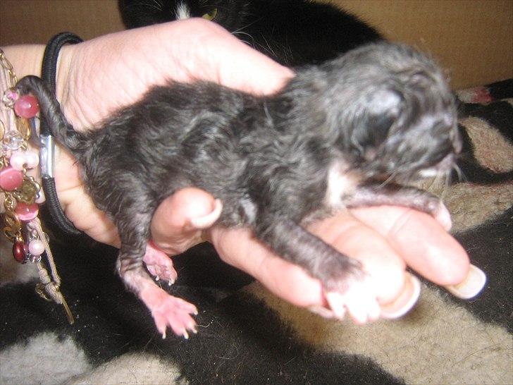 Blanding af racer Madsen - Killing nummer 2 billede 13